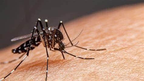 Confirma SS nuevo caso de dengue