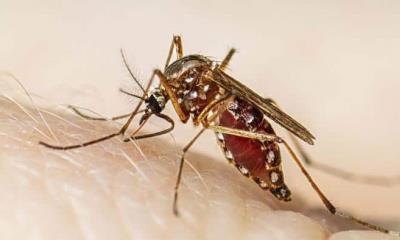 Suman 75 casos de dengue en Zaragoza