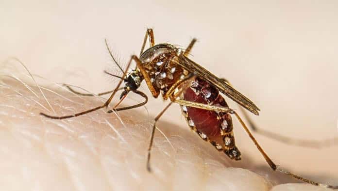 Suman 75 casos de dengue en Zaragoza