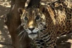 Rescatan a jaguar encadenado en patio de Sinaloa
