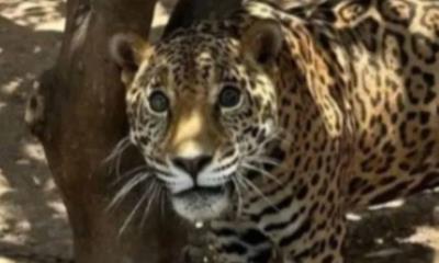 Rescatan a jaguar encadenado en patio de Sinaloa