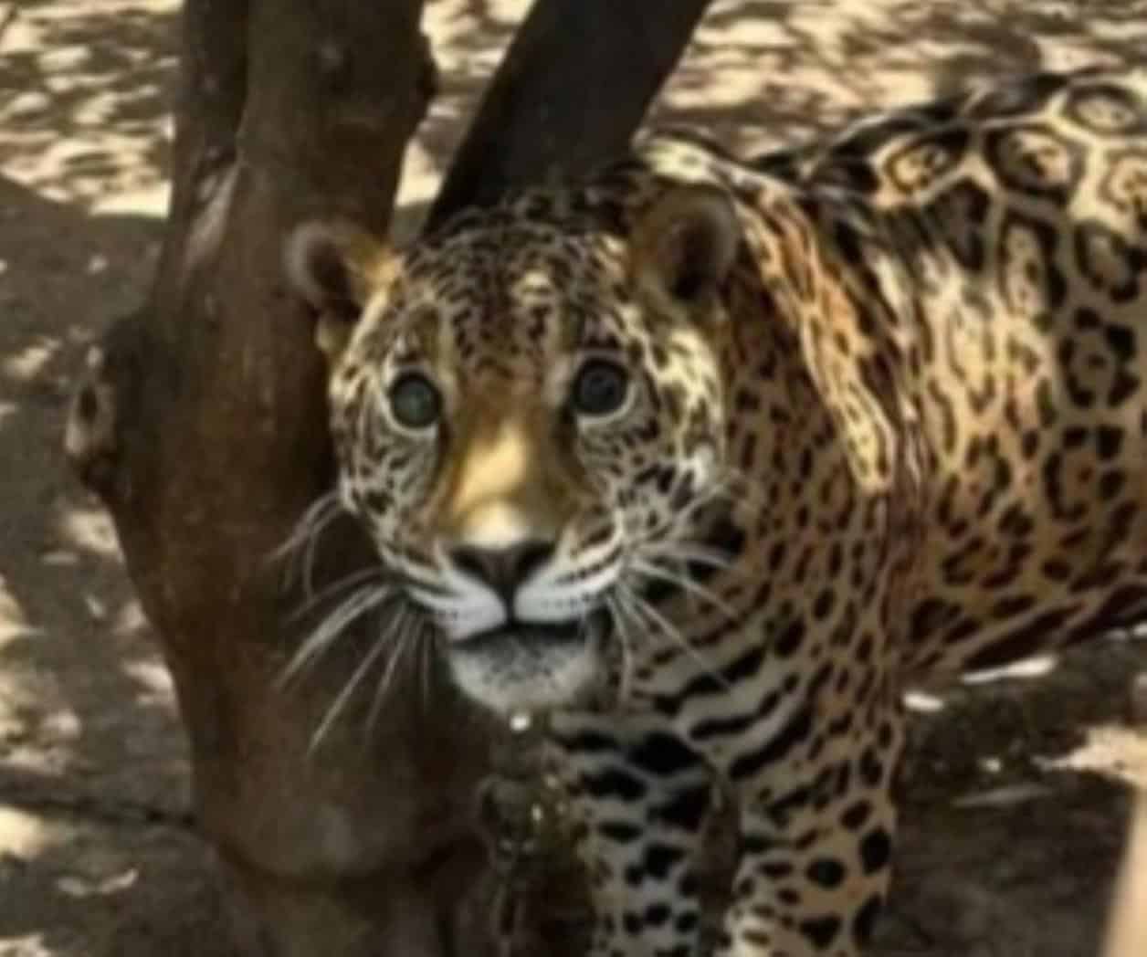 Rescatan a jaguar encadenado en patio de Sinaloa