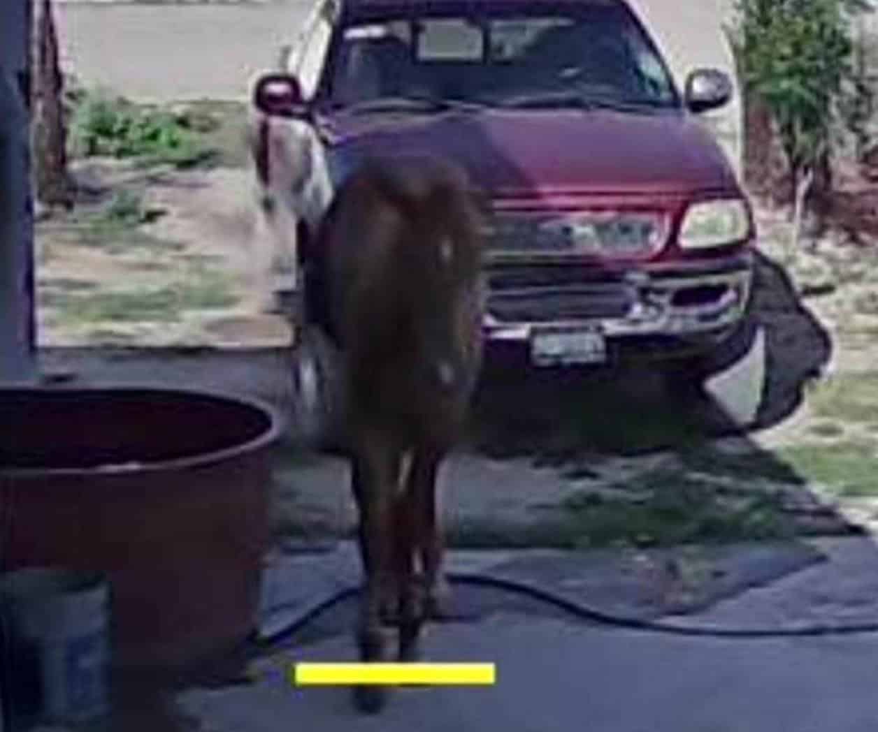 Caballos Causan Daños en Vivienda en la Atenas