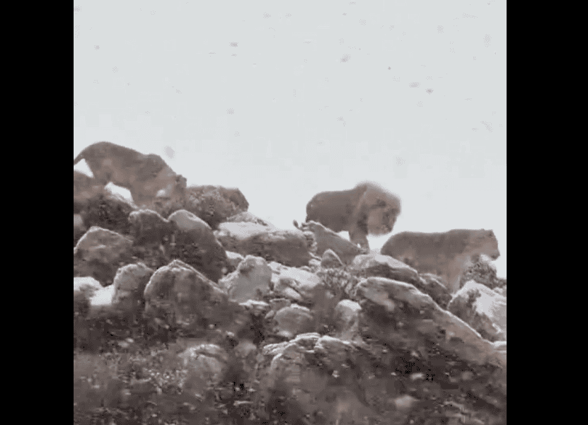Cae nieve atípica en Sudáfrica