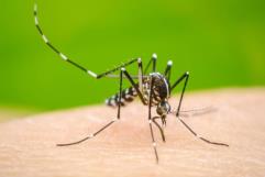 ALERTA: Detectan tres casos de dengue en Piedras Negras; 13 casos sospechosos en análisis