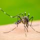 ALERTA: Detectan tres casos de dengue en Piedras Negras; 13 casos sospechosos en análisis