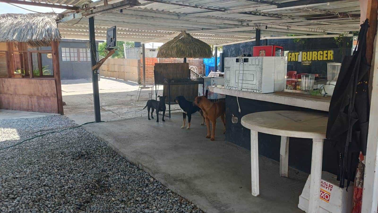 La afectada señala que los dueños no se hacen responsables de los animales.
