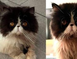 Ofrecen 20 mil de recompensa por gatito persa