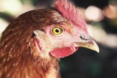 ¿Que fue primero la gallina o el huevo? cobra su primera vida