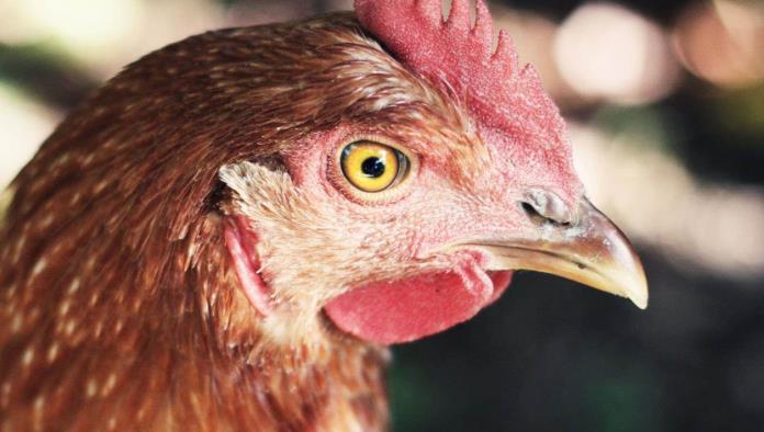 ¿Que fue primero la gallina o el huevo? cobra su primera vida