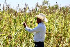 Levantan cosecha de sorgo productores del campo en Sabinas