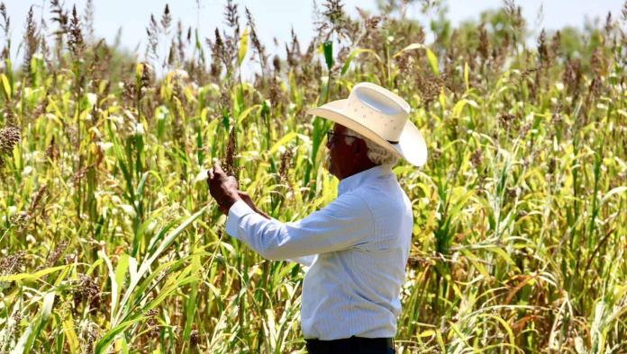 Levantan cosecha de sorgo productores del campo en Sabinas