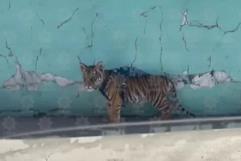 Captan a cachorro de tigre paseando en calles de Durango