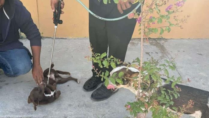 Realizan campaña de salud animal