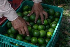 Productores de limón paran labores por amenazas del crimen organizado en Michoacán