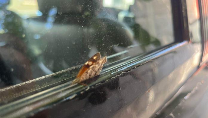 Se Alarman Personas por Presencia de la Mariposa Pinocho