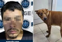 Hombre intenta matar a su perro porque lo atendían mejor que a él en Tijuana