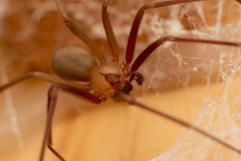 Joven en estado crítico tras piquete de araña violinista, podría perder el dedo 