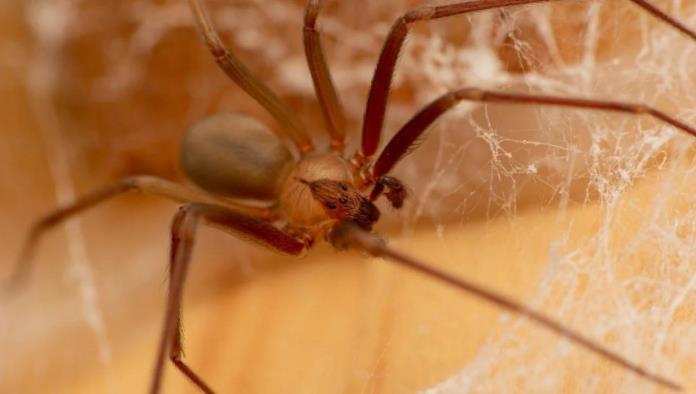 Joven en estado crítico tras piquete de araña violinista, podría perder el dedo 