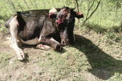 Ataca a ganado jauría de perros