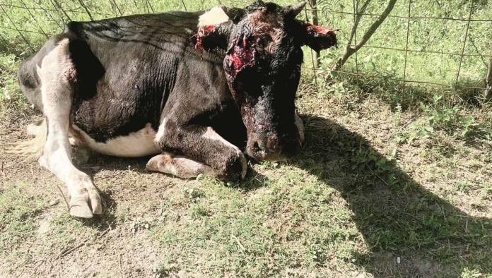 Ataca a ganado jauría de perros