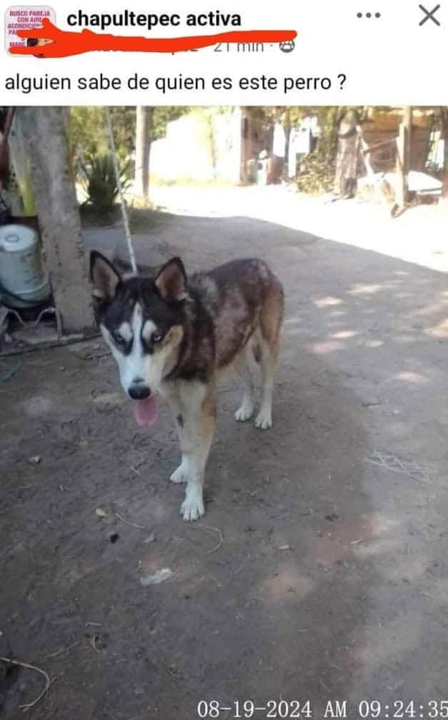 Indignación y dolor por la brutal muerte de un perro adoptado en Sabinas