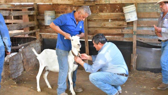 Intensifican acciones contra la brucelosis en Nava para fortalecer el campo