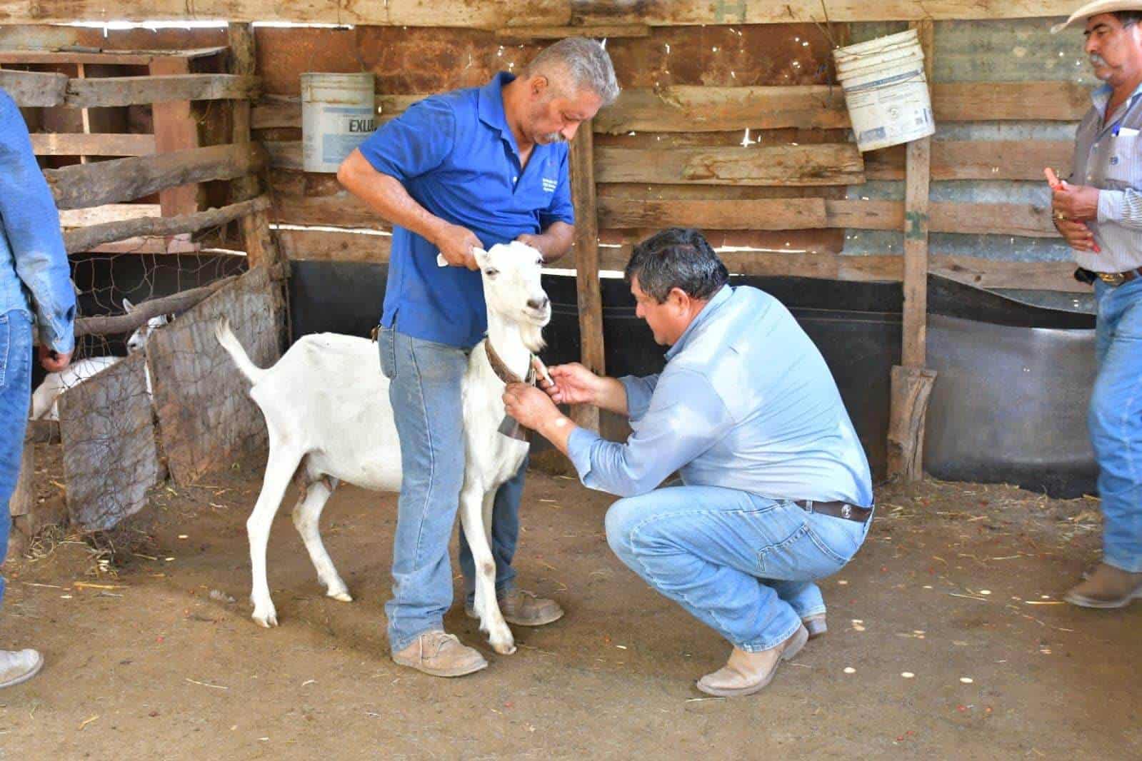 Intensifican acciones contra la brucelosis en Nava para fortalecer el campo