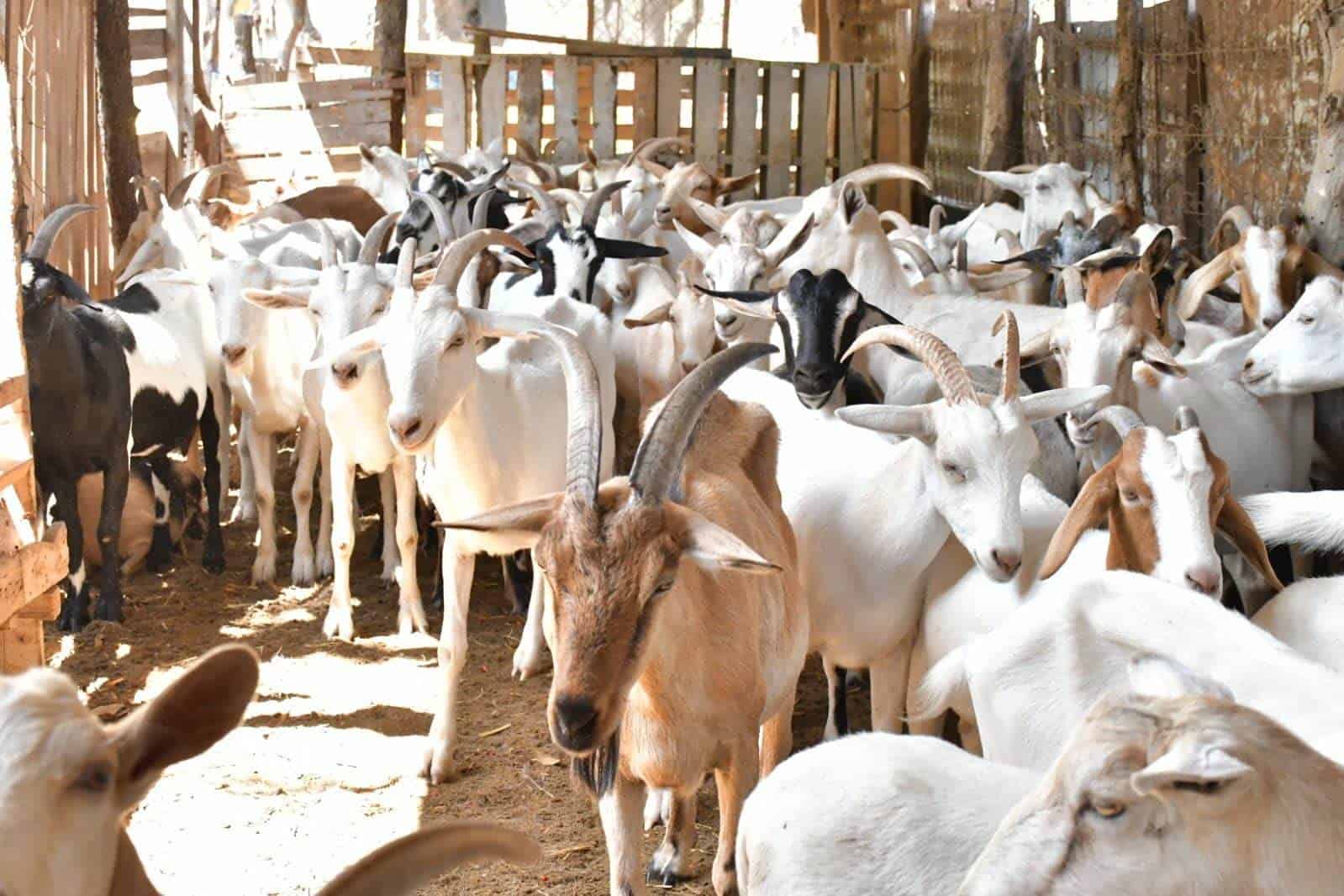 Intensifican acciones contra la brucelosis en Nava para fortalecer el campo