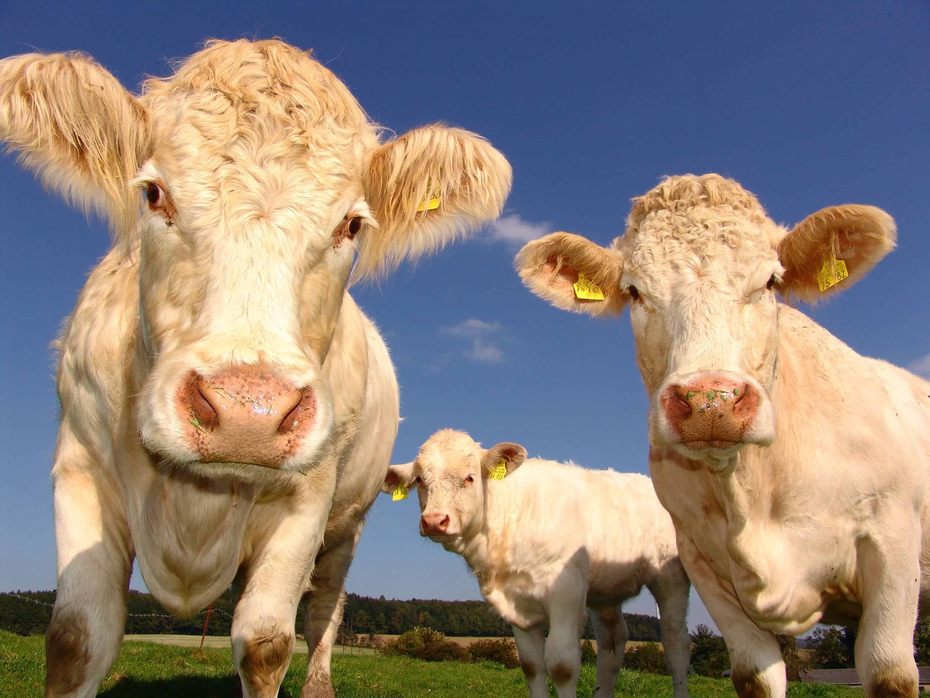 Arrestan a turista ruso en Tailandia que intentó abusar de una vaca