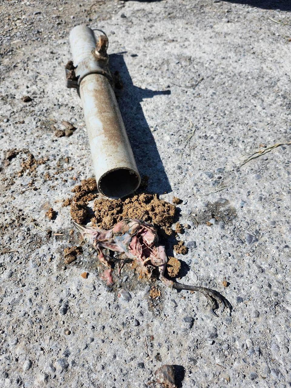 Encuentran pollo al interior de una tubería.