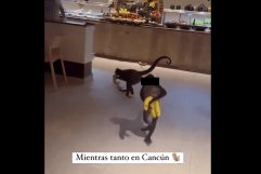 ¡Sin pena ajena!: Captan a monos araña robándose la fruta de un hotel