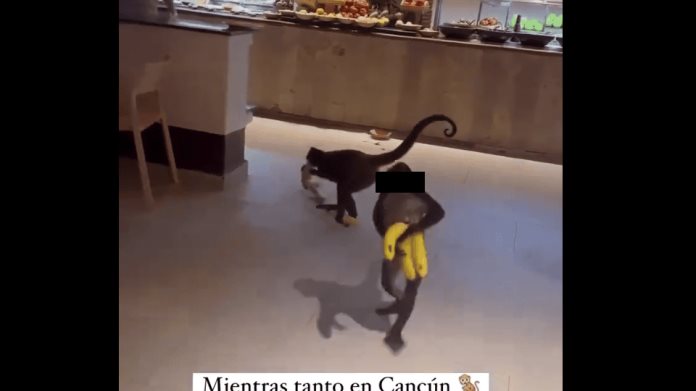 ¡Sin pena ajena!: Captan a monos araña robándose la fruta de un hotel ¡Sin pena ajena!: Captan a monos araña robándose la fruta de un hotel