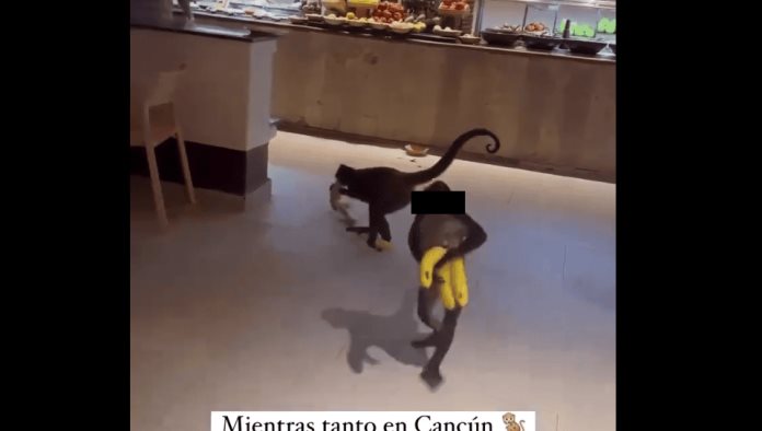 ¡Sin pena ajena!: Captan a monos araña robándose la fruta de un hotel