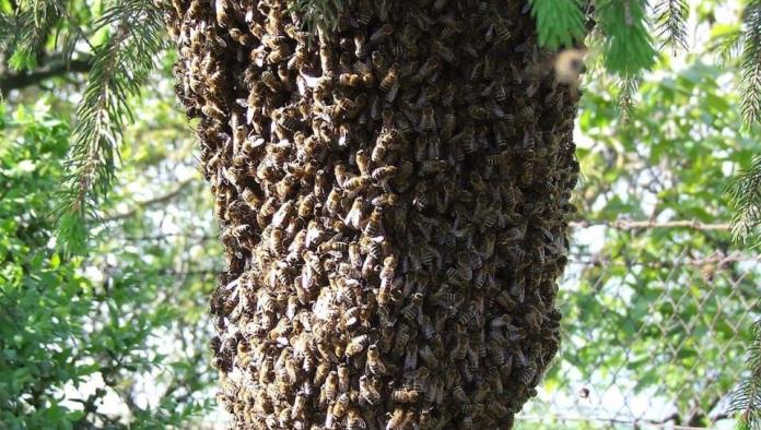 Hasta 4 reportes por ataque de abejas