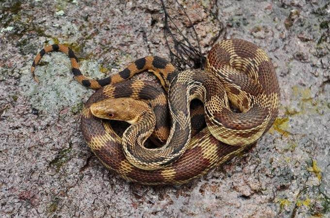 Menor es Internado por Mordedura de una Serpiente en Zaragoza