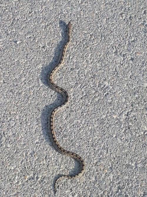 Menor es Internado por Mordedura de una Serpiente en Zaragoza