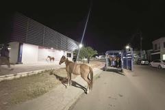 Asustan caballos en Mezquital del Valle