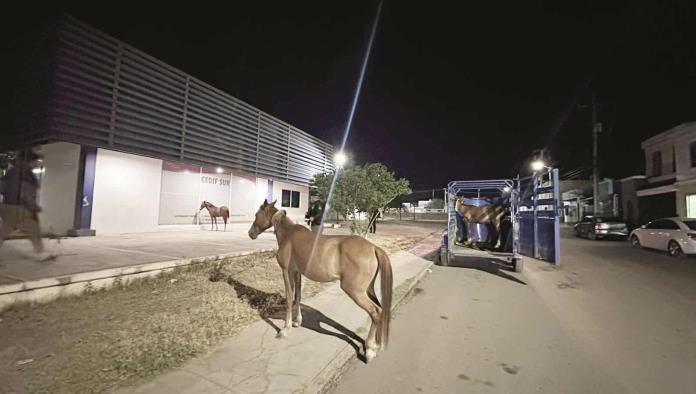 Asustan caballos en Mezquital del Valle