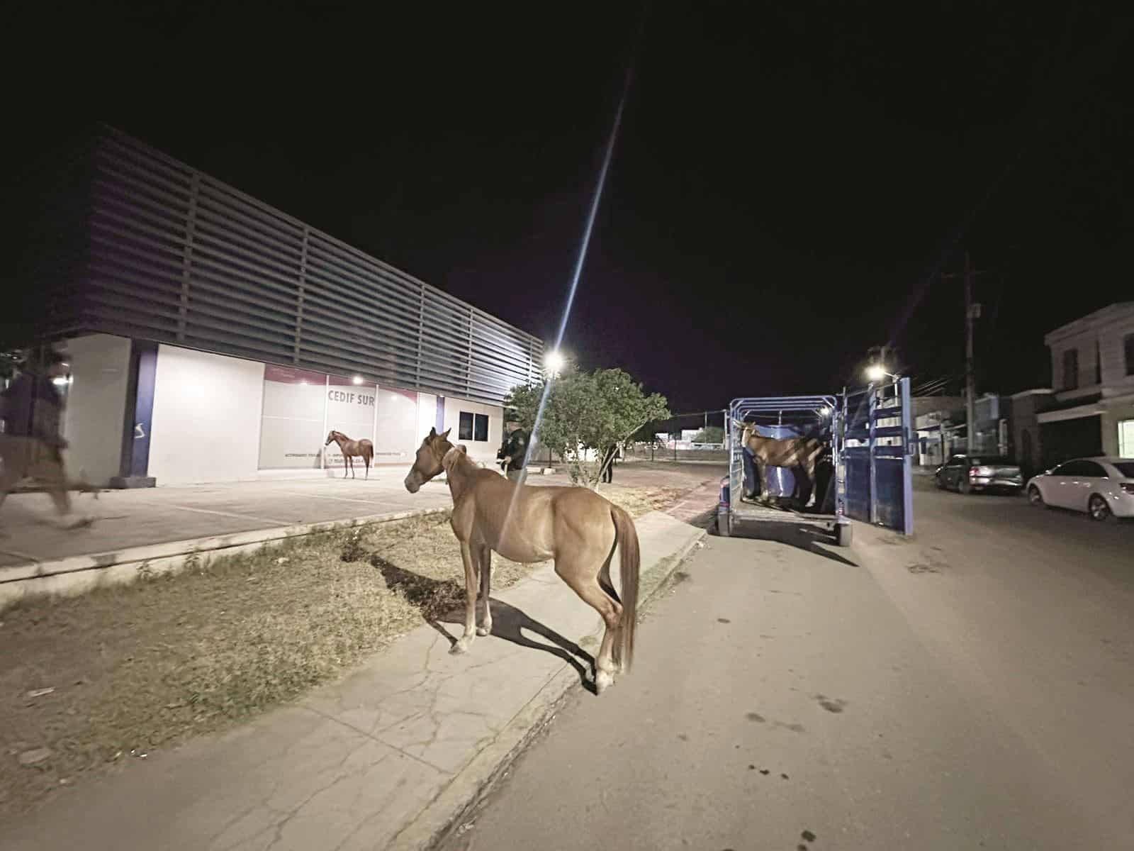 Varias yeguas y caballos andaban haciendo destrozos en el CEDIF Sur la madrugada de este martes.