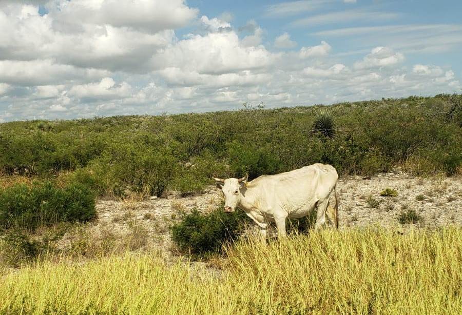 Protección Civil Alerta sobre Vaca Suelta en Carretera 57