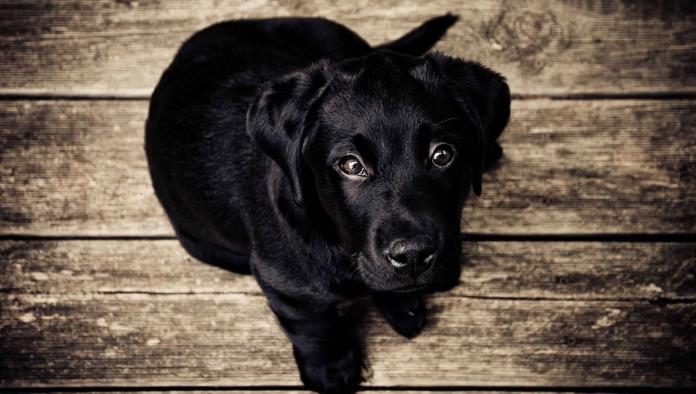 Indignación en Sabinas por abandono de un "lomito"