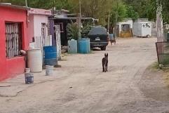 Perros Pastor Alemán Sueltos Atacan a Transeúntes en Sabinas