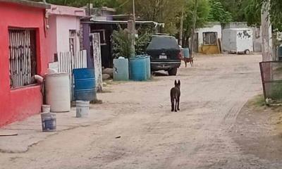 Perros Pastor Alemán Sueltos Atacan a Transeúntes en Sabinas