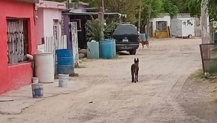 Perros Pastor Alemán Sueltos Atacan a Transeúntes en Sabinas