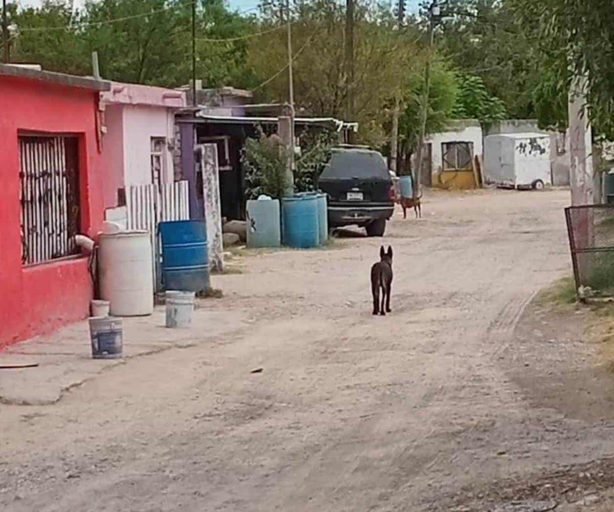 Perros Pastor Alemán Sueltos Atacan a Transeúntes en Sabinas