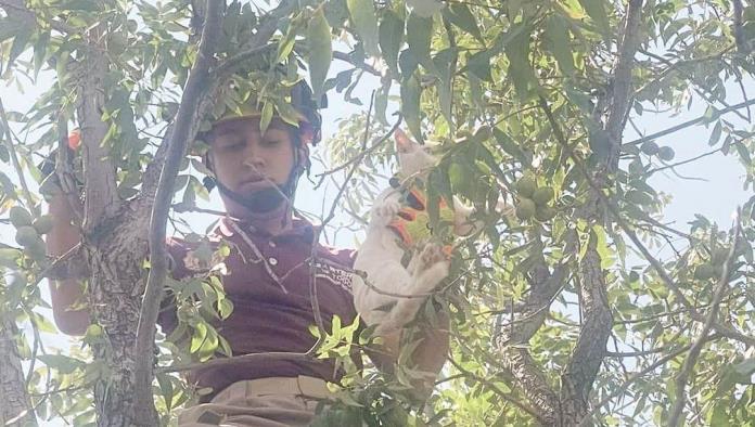 Rescatan Bomberos a gato atrapado en árbol