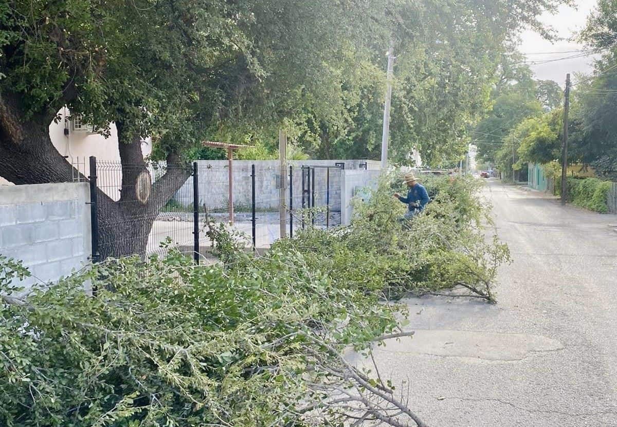 Mejora del Tránsito en Nava: Poda de Árboles y Mantenimiento de Espacios Públicos