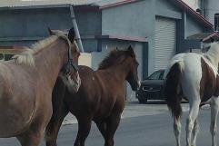 Reportan Caballos Sueltos en Carretera Morelos-Zaragoza