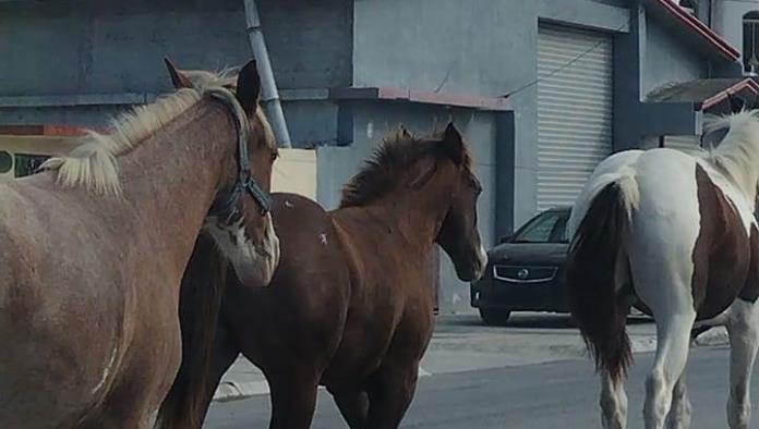 Reportan Caballos Sueltos en Carretera Morelos-Zaragoza